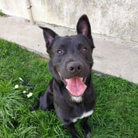 ANOKI QCN, chien à adopter