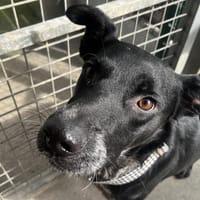 PUYO, chien à adopter