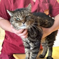 Razmo, chat à adopter