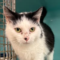 TINA, chatte à adopter