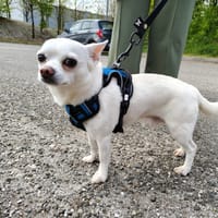 Loky, chien à adopter