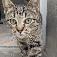 DOLLY, chatte à adopter