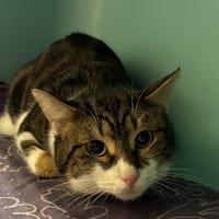 YURI, chat à adopter