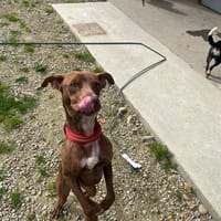 BRODY, chien à adopter