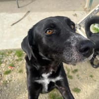 MAO, chienne à adopter