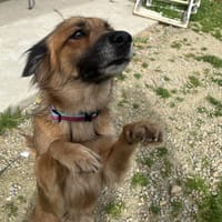 AINHOA, chienne à adopter