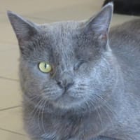 TANAKO, chat à adopter