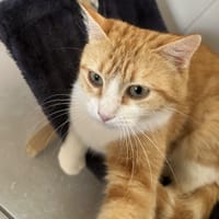 Roussette, chatte à adopter