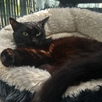 Froufrou, chatte à adopter