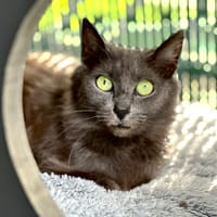 Souris, chatte à adopter