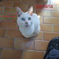 Banana, chat à adopter