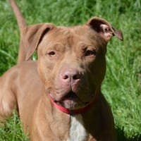 ASHILE CHAO, chien à adopter