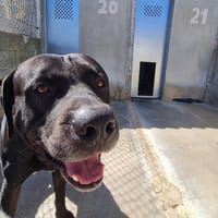 phloky, chien à adopter