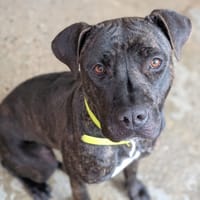 TINA, chienne à adopter