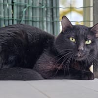 Mitch, chat à adopter