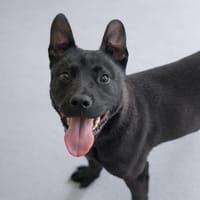 CHUCK, chien à adopter