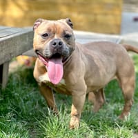 Tara, chienne à adopter