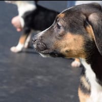 EVEREST, chienne à adopter