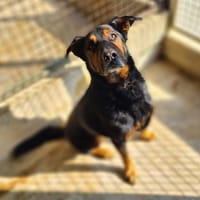 REX, chien à adopter