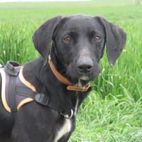 MILAN, chien à adopter