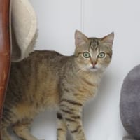 Arizona, chatte à adopter