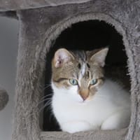 Arlington, chat à adopter