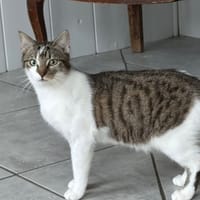 Arlington, chat à adopter