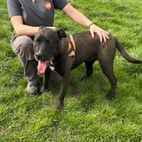 BANDY, chien à adopter