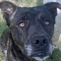 SAKURA, chien à adopter