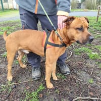 ANTONIO, chien à adopter
