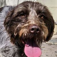 MEG, chienne à adopter