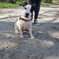 ASH, chien à adopter
