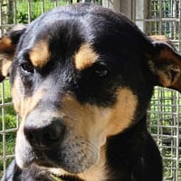 GUILBY, chien à adopter