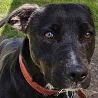 ALVIDA, chienne à adopter