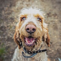 Broussaille, chien à adopter