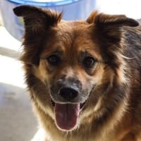 Nala, chienne à adopter