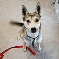 SYNCRO, chien à adopter