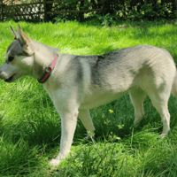 mila, chienne à adopter