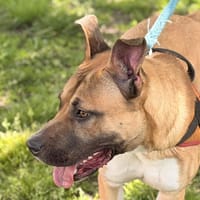 WII, chienne à adopter