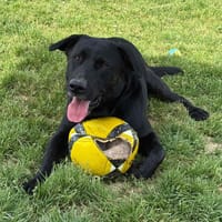 SAMBA, chien à adopter