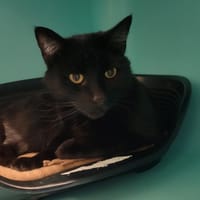 Cristounet, chat à adopter