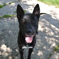 ZOPPO CHAO, chien à adopter