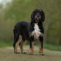 Tika, chienne à adopter