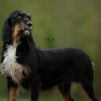 Tika, chienne à adopter