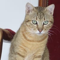 Atlanta, chat à adopter