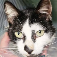 RACKAM, chat à adopter