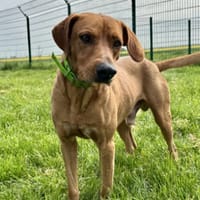 PRALIN, chien à adopter