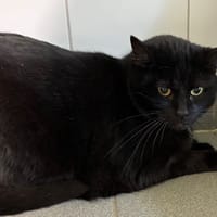 MINOU, chat à adopter