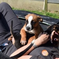 STELLA, chienne à adopter