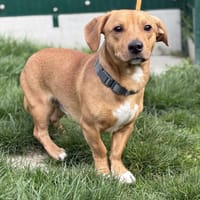 TARO, chien à adopter